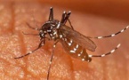 Kédougou  : l'Epidémie de chikungunya a franchi la barre des 100 cas