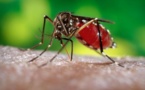 Apparition de cas de chikungunya : le Sénégal lance une campagne de prévention