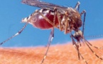 Epidémie de Chikungunya : 1 mort et 42 cas recensés à Tambacounda