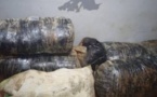 Entre Mbour et Sédhiou, la gendarmerie fait une saisie de 140 kilos de chanvre indien