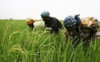 Le PDIDAS cible plus de 900 exploitants agricoles