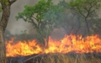 Feu de brousse à Podor : Un éleveur perd 160 têtes de moutons