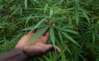 VELINGARA : un champ de cannabis démantelé à Sadaga.