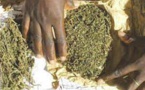 50 kilogrammes de chanvre indien saisis à Bounkiling (Police)