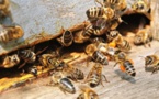 Attaque d'abeilles à Mbacké: Un chef de village et 2 femmes évacués à l'hôpital