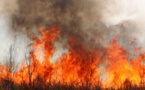 Kaolack : 851,86 ha ravagés par 42 feux de brousse entre 2022 et 2023 (IREF)
