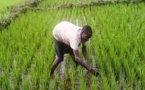 Un financement d’environ 120 milliards 767 millions de francs CFA de la Banque mondiale pour l’agriculture sénégalaise