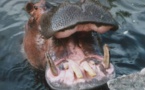 un hippopotame tue un pêcheur à Bakel.