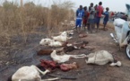 Ndoffane : Un bus percute et tue 70 moutons