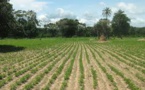 Contentieux autour de 110 hectares : Nouvelle Ville entend faire appliquer la décision de justice rendue en sa faveur