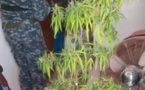 Kaolack-Dakar: 28 individus interpellés et de la drogue saisie par la gendarmerie