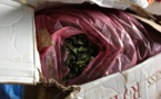 Importantes saisies de drogue khat et de cuisses de poulet
