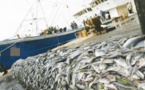 Pêche : Un syndicat appelle à une gestion responsable des ressources halieutiques