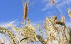 [Document] Voici les prix des semences pour la campagne agricole