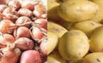 Oignon et pomme de terre : le marché bien approvisionné, rassure l’ARM