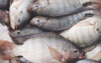 Pisciculture: 125 tonnes de poissons récoltées cette année à Ziguinchor