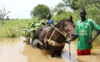 Montée des eaux du fleuve Gambie : Plusieurs ha de rizières et de bananeraies dévastés à Tamba