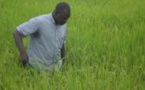 Vélingara : portrait d’Amadou Diaby un producteur pas comme les autres