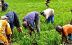 Macky Sall demande aux paysans d'éviter de brader leurs récoltes