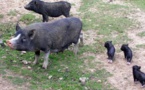 Pout : Un élevage de porcs révolte les populations