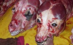 Un vaste réseau  de vente  de viande de chien démantelé à Ziguinchor