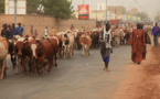 Touba : Cheikh Amar réceptionne 350 bœufs