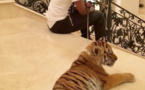 Un cadeau de Noël particulier pour Mayweather : Un tigre du Bengale "Une idée de nom pour cette tigresse de deux mois?", a demandé à ses fans Floyd Mayweather.