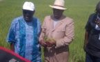 L’Agriculture, levier performant du Plan Sénégal émergent