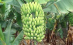 Un programme national vise l’autosuffisance en banane