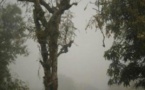 Sédhiou dans le brouillard depuis 48 heures