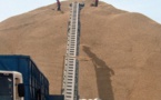 Kolda: Près de 10.000 Tonnes d'arachide collectées