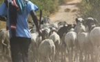 Le plus grand voleur de bétail du Saloum est tombé