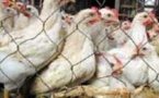 Le Sénégal réalise un grand bond en avant dans le secteur de l’aviculture