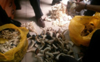 Trafic d’ivoire et justice sénégalaise : Une condamnation moins lourde que le poids de l’ivoire en Afrique