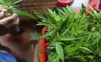 Le Maroc 1er exportateur de cannabis dans le monde selon l'OICS
