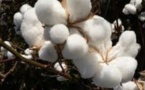 Légère progression de la production de coton au Sénégal