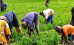 Vélingara : Commercialisation du riz Paddy dans le Bassin de l’Anambé