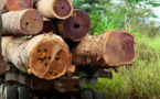 ZIGUINCHOR : UNE DIZAINE DE CAMIONS GAMBIENS ET DES CENTAINES DE TRONCS D’ARBRES SAISIS PAR L’ARMÉE