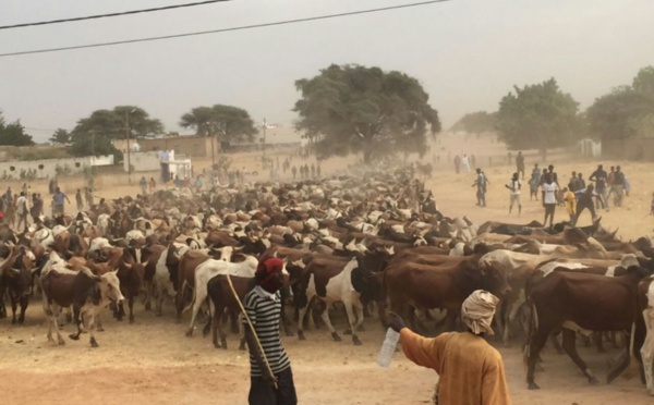 MAGAL 2016 : L'arrivée de près de 5000 boeufs à Dianatou Mahwa chez Cheikh Béthio Thioune (IMAGES)