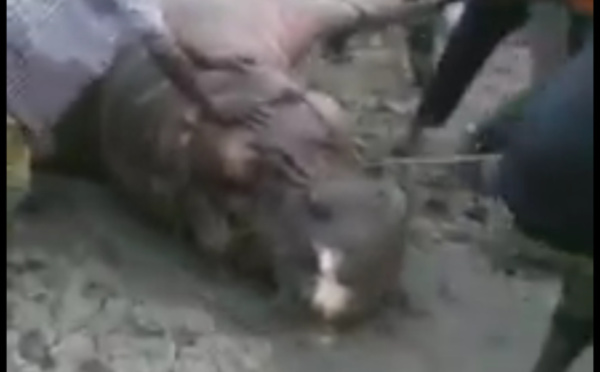 L'hippopotame qui semait la terreur à Gouloumbou a été tué par les populations