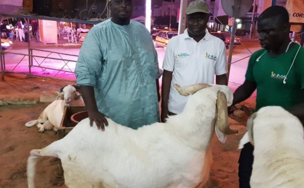 Le mouton du Président Macky Sall