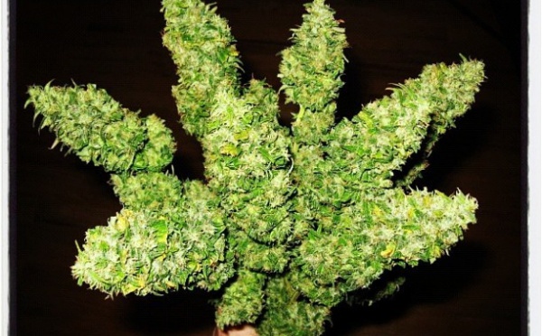 Rihanna reçoit un plant de Marijuana pour la Saint-Valentin