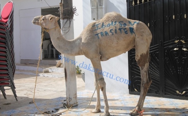 Génocide de moutons au baptême du fils d’Elimane Lam