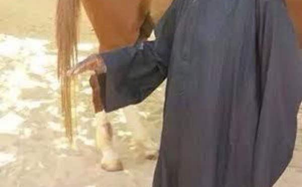 Le Khalif général des Mourides Serigne Sidy Makhtar Mbacké chez lui avec son cheval