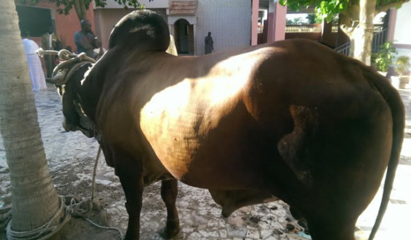 Baptême du fils de Pape Diouf : un vrai « Ngenté Taaw »