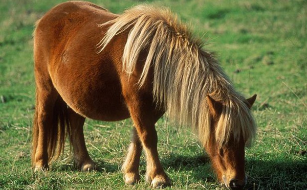 PARIS : Un homme de 74 ans pris en flagrant délit d’acte sexuel avec un poney