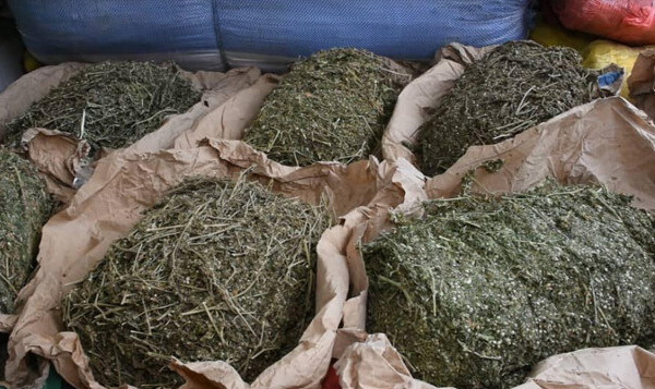 Rufisque : une perquisition débouche sur la saisie de près de 100 kilos de chanvre