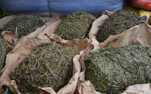 Rufisque : une perquisition débouche sur la saisie de près de 100 kilos de chanvre